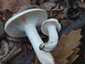 Kőrisszagú csigagomba (Hygrophorus cossus), Budai-hegység